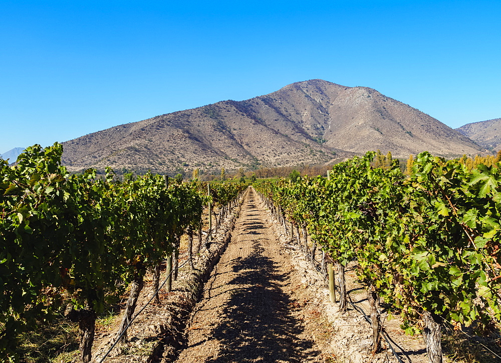 Santa Rita Vineyard, Alto Jahuel, Buin, Santiago Metropolitan Region, Chile, South America