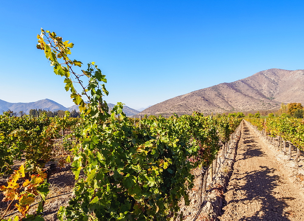 Santa Rita Vineyard, Alto Jahuel, Buin, Santiago Metropolitan Region, Chile, South America