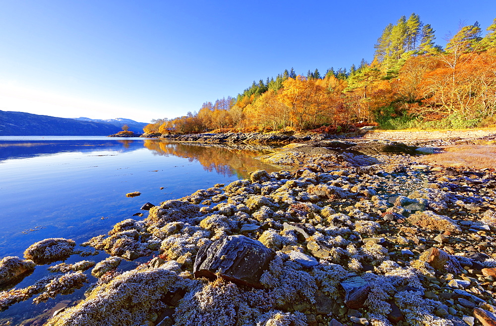 An autumn view on a calm sunny morning along the banks of Loch Sunart in the Ardnamurchan Peninsula, the Scottish Highlands, Scotland, United Kingdom, Europe