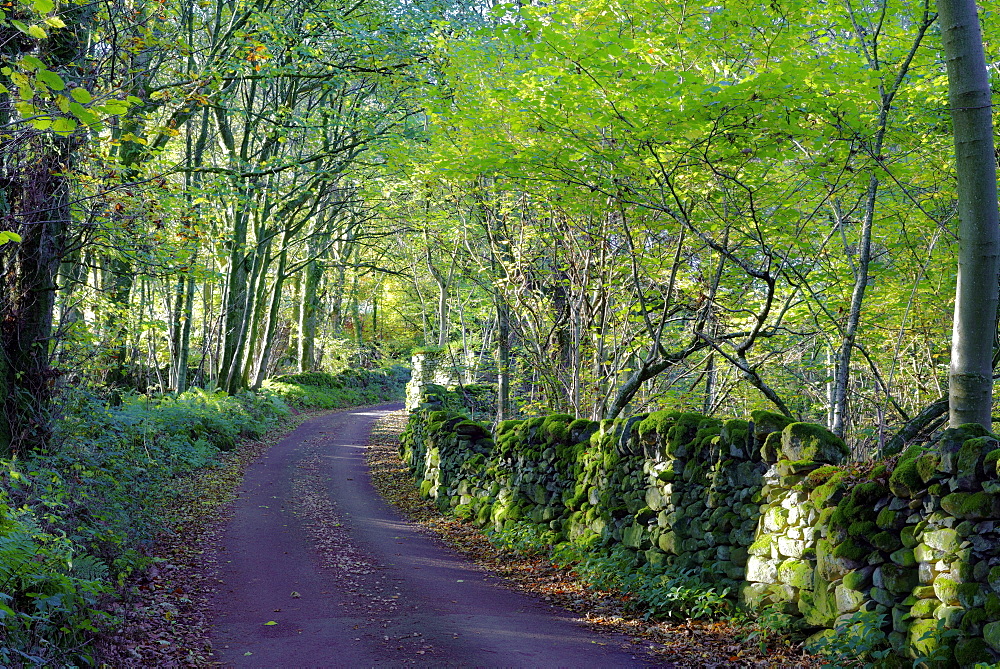 A quiet tree lined lane in the Duddon Valley, Lake District National Park, Cumbria, England, United Kingdom, Europe