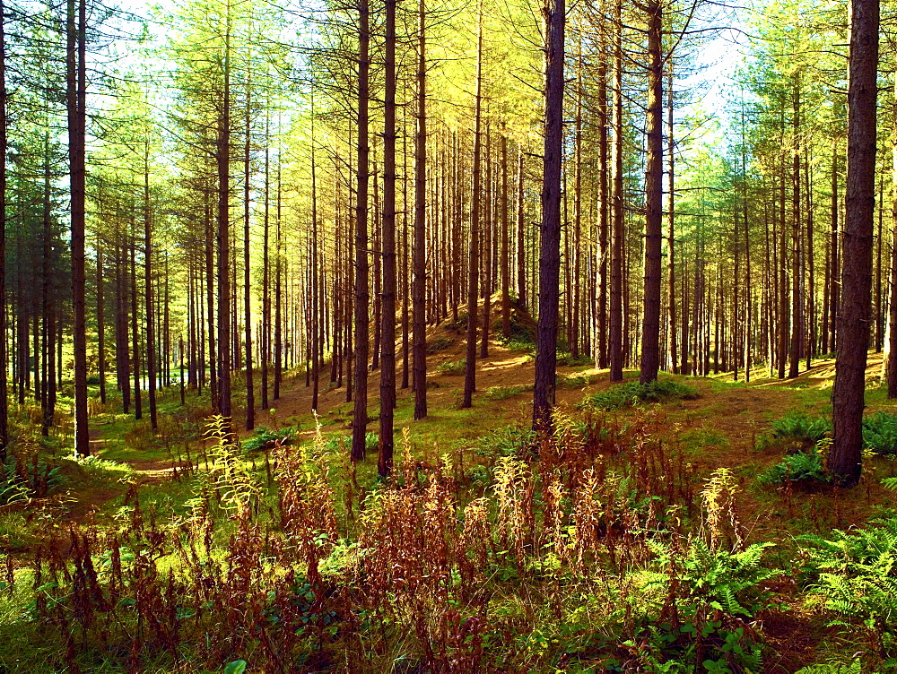 An autumn view of Newborough Forest and Nature Reserve on the Isle of Anglesey, North Wales, United Kingdom, Europe