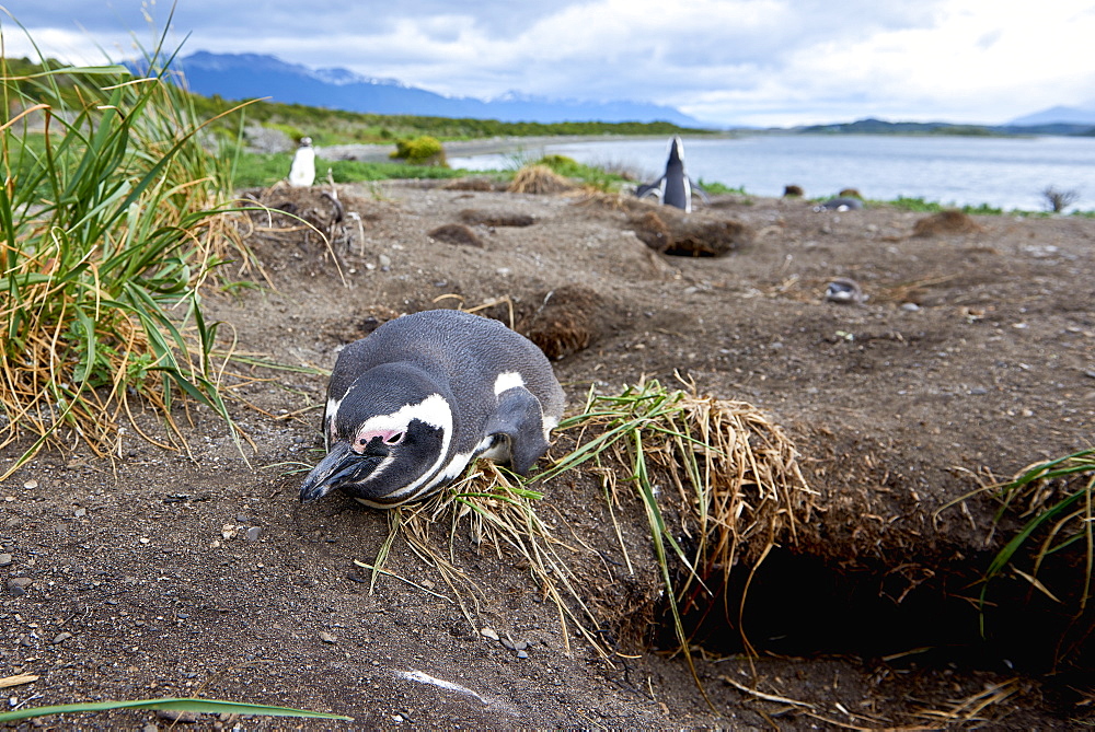 A magellanic penguin on Martillo Island, Tierra del Fuego, Argentina, South America