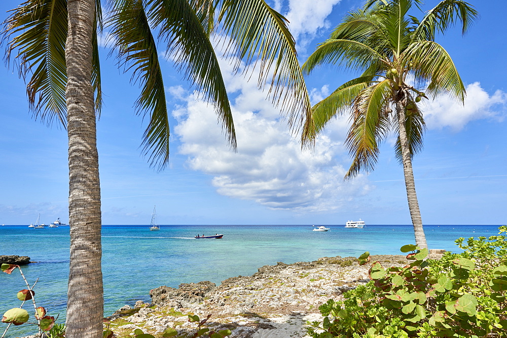 Turquoise water framed by coconut trees, in George Town, Cayman Islands, West Indies, Caribbean, Central America