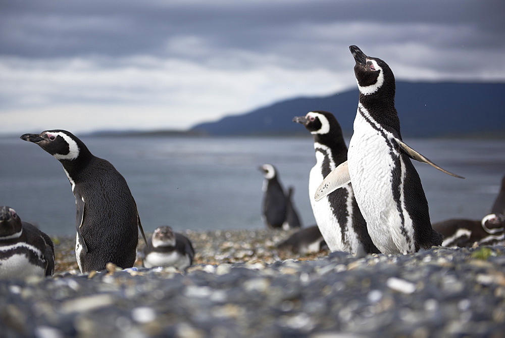 A Magellanic penguin shaking water off its feathers after a swim, Martillo Island, Argentina, South America