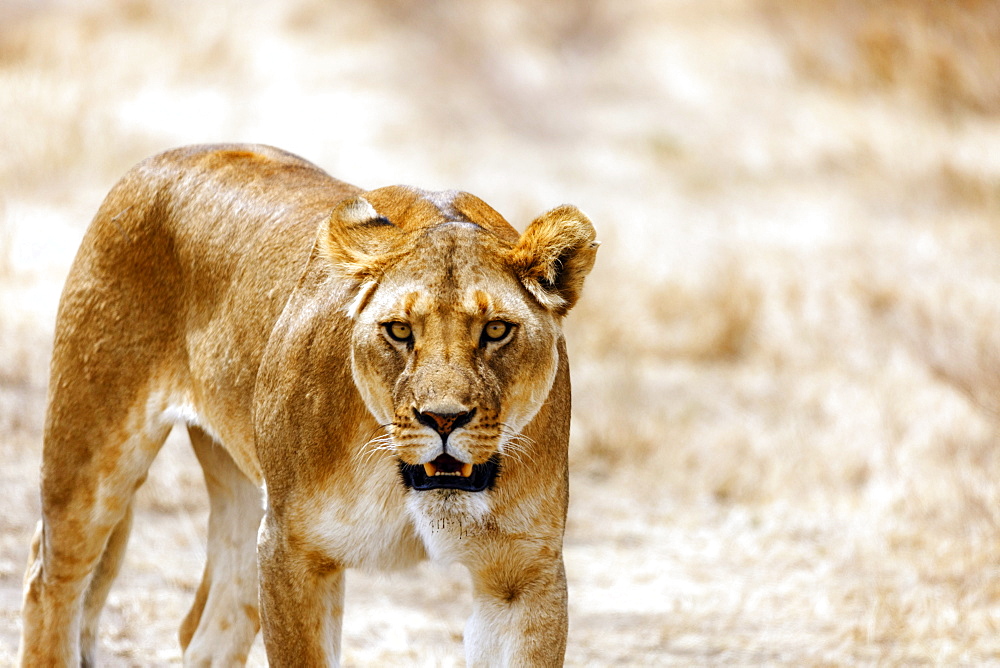 Lioness (Panthera leo), Serengeti National Park, Tanzania, East Africa, Africa