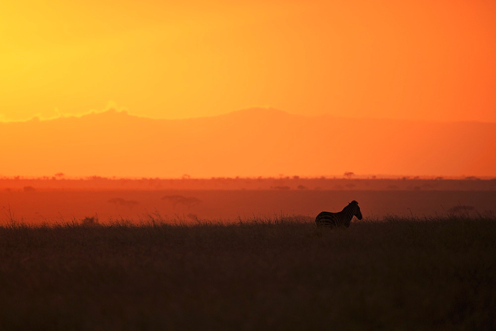 Burchell's zebra at sunrise (Equus quagga), Serengeti National Park, Tanzania, East Africa, Africa