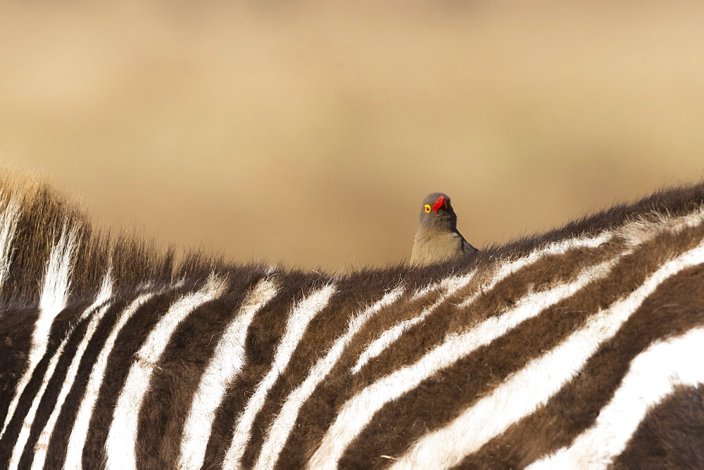 Red-billed oxpecker (Buphagus erythrorhynchus), Ngorongoro Conservation Area, Tanzania, East Africa, Africa