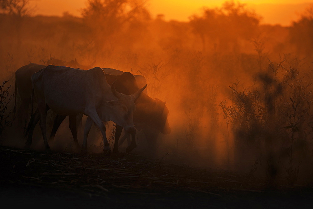 Zebu cattle grazing at dusk, Tanzania, East Africa, Africa