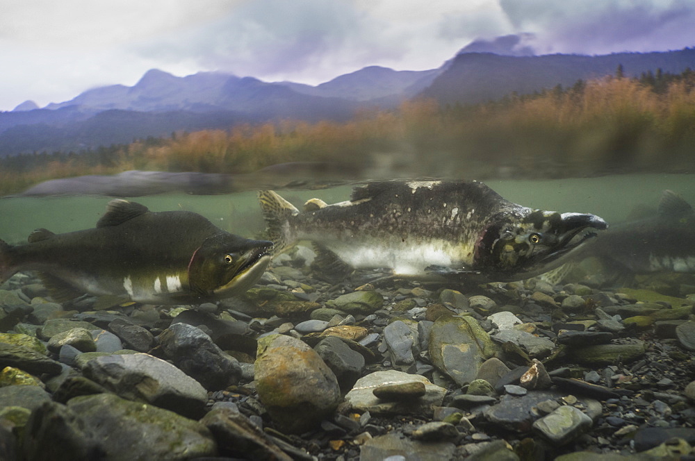 Pink salmon (Oncorhynchus gorbuscha), spawning season, Prince William Sound, Alaska, United States of America, North America