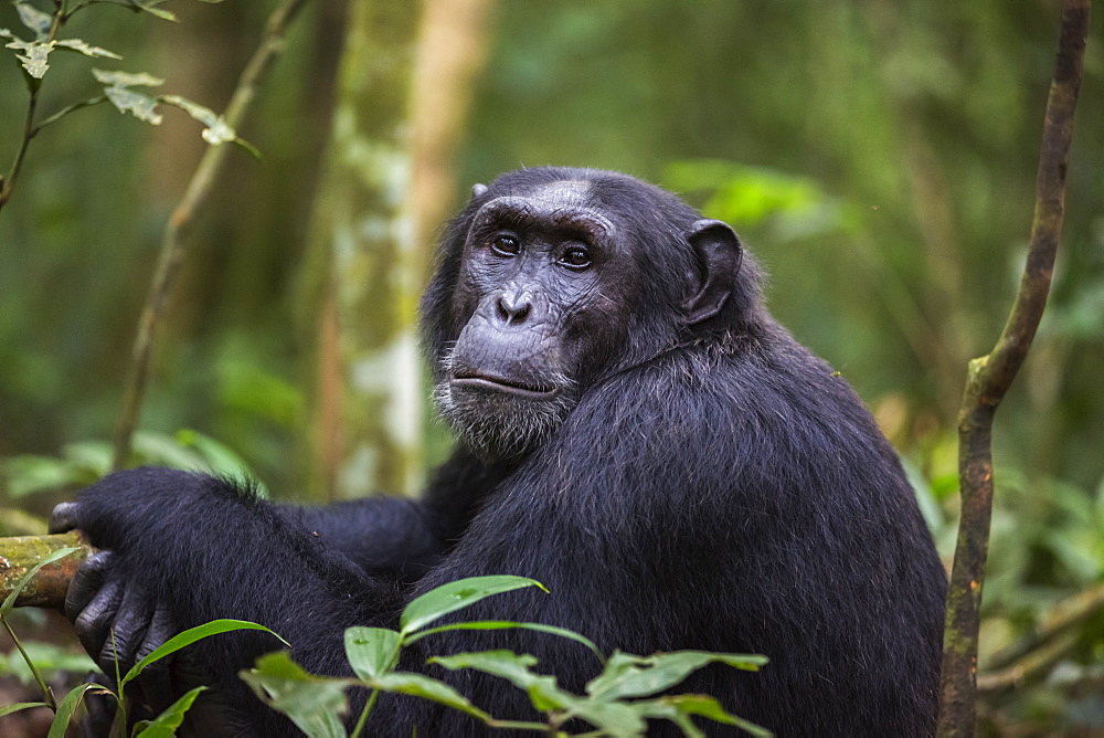 Chimpanzee (Pan troglodytes), Kibale National Park, Uganda, Africa