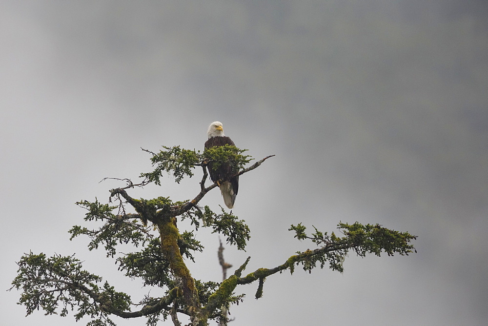 Bald eagle in the mist, Chugach National Forest, Alaska, United States of America, North America