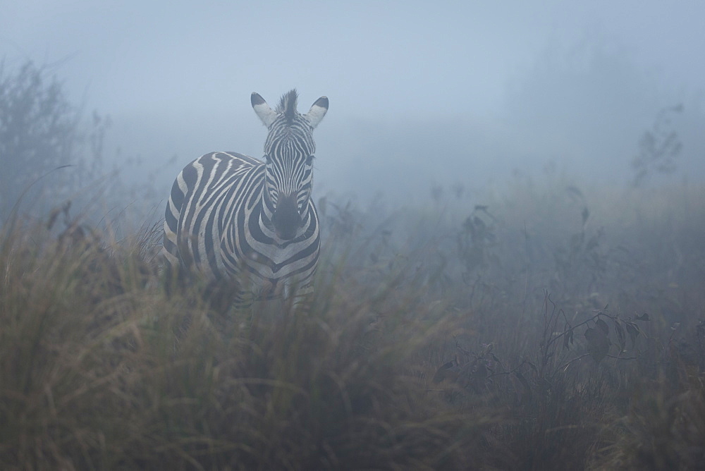 Zebra (Equus quagga) in the mist, Ngorongoro Conservation Area, Tanzania, East Africa, Africa