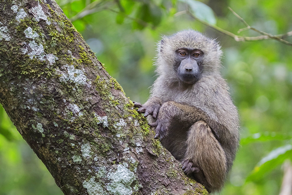 Juvenile olive baboon sitting in tree, Arusha National Park, Tanzania, East Africa, Africa