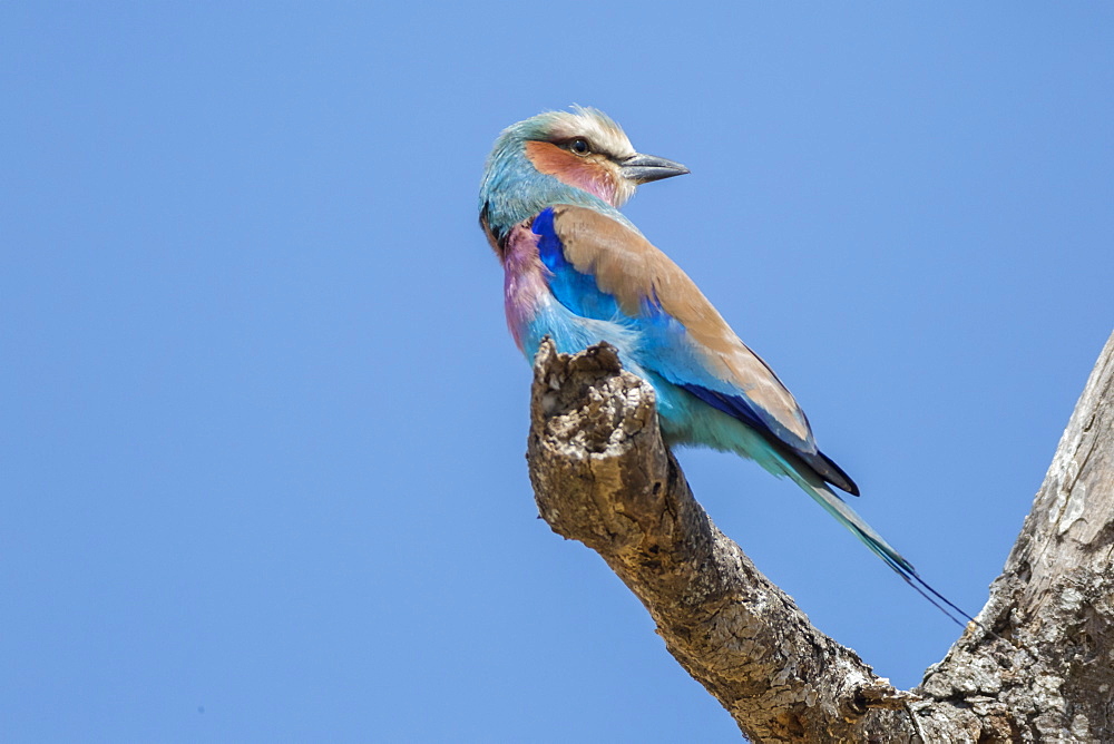 Lilac-breasted roller (Coracias caudatus), Serengeti National Park, Tanzania, East Africa, Africa