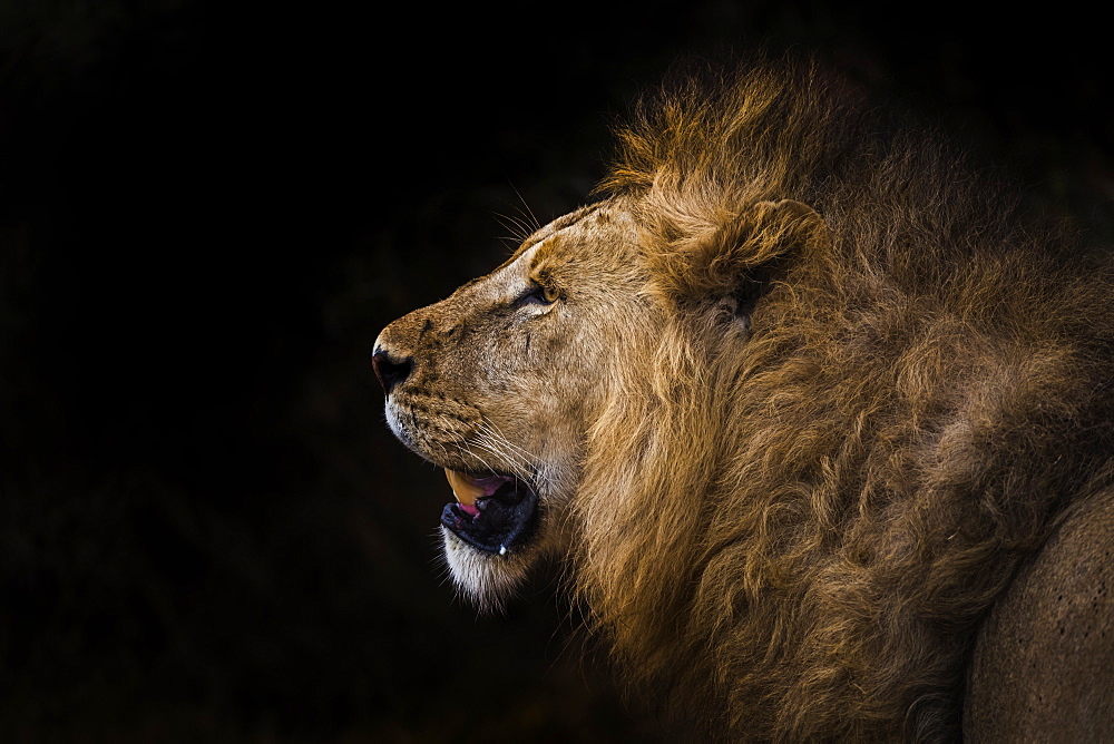 African lion in shadow (Leo panthera), Ngorongoro Crater, Tanzania, East Africa, Africa