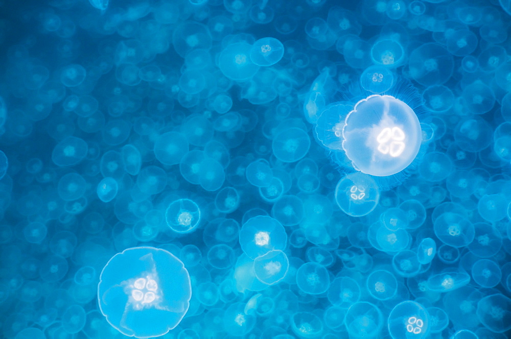 Moon jellyfish bloom (Aurelia aurita), Prince William Sound, Alaska, United States of America, North America