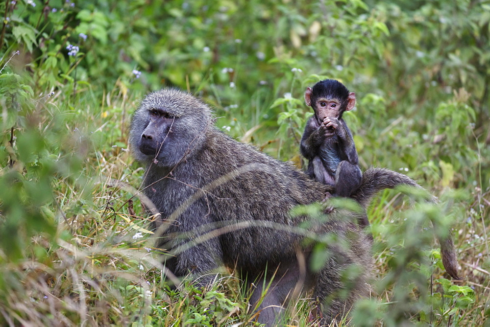 Olive baboon with baby on back (Papio anubis), Arusha National Park, Tanzania, East Africa, Africa