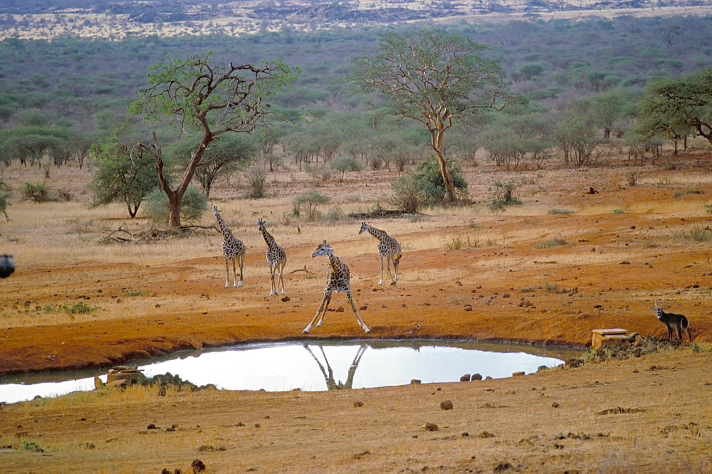 Giraffe, Tsavo West National Park, Kenya, East Africa, Africa