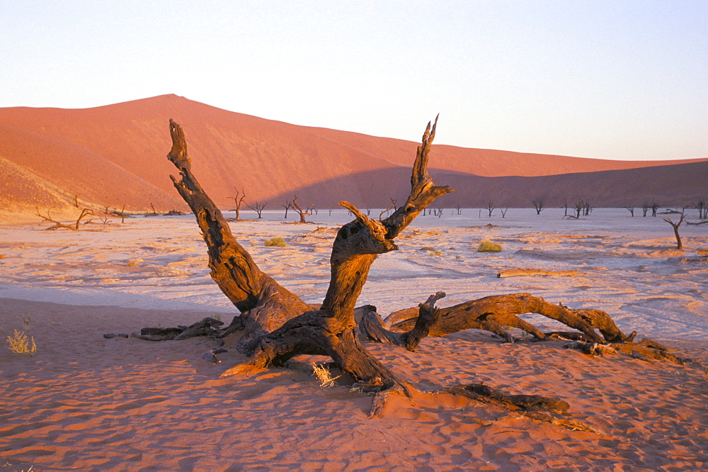 Death Vlei, Namib Naukluft Park, Namibia, Africa