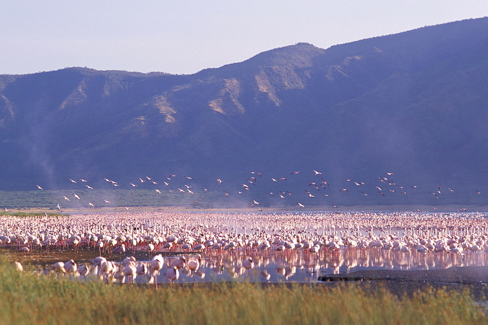 Flamingos, Lake Bogoria, Kenya, East Africa, Africa