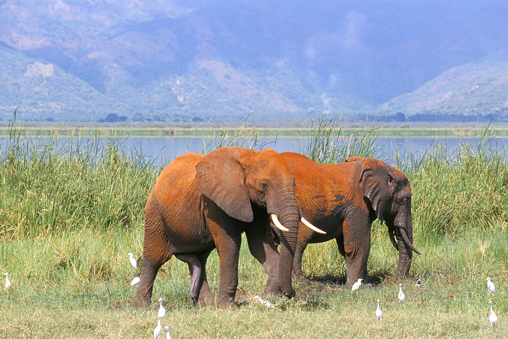 Elephants, Lake Jipe, Tsavo West, Kenya, East Africa, Africa