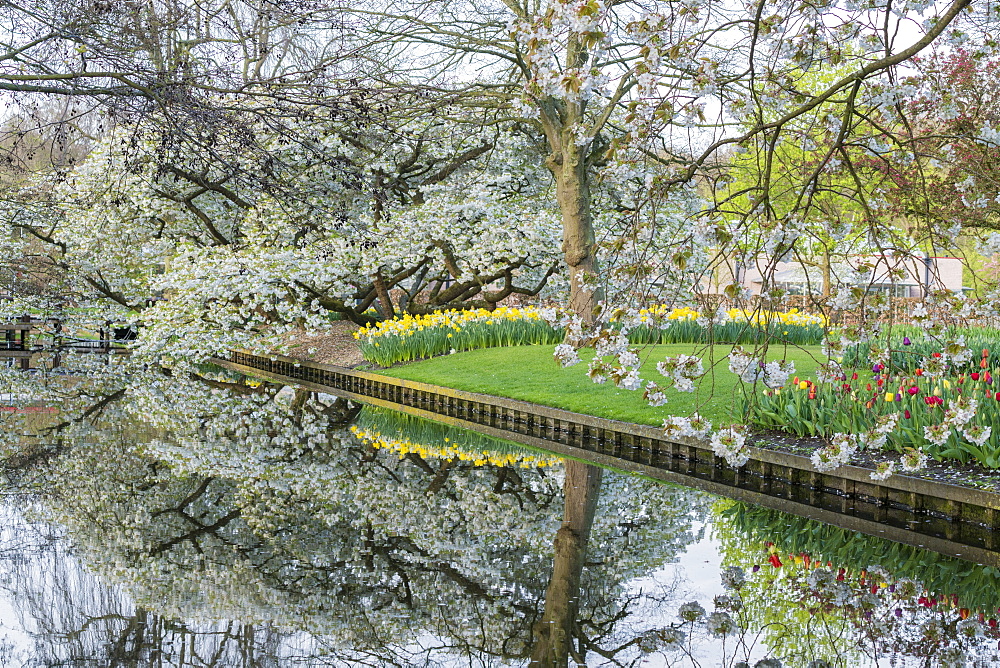 Tree, water canal and flowers at Keukenhof Gardens, Lisse, South Holland province, Netherlands, Europe