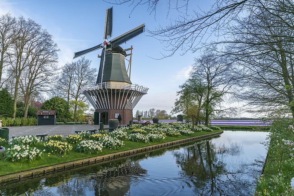 Windmill, daffodils and water canal at Keukenhof Gardens, Lisse, South Holland province, Netherlands, Europe