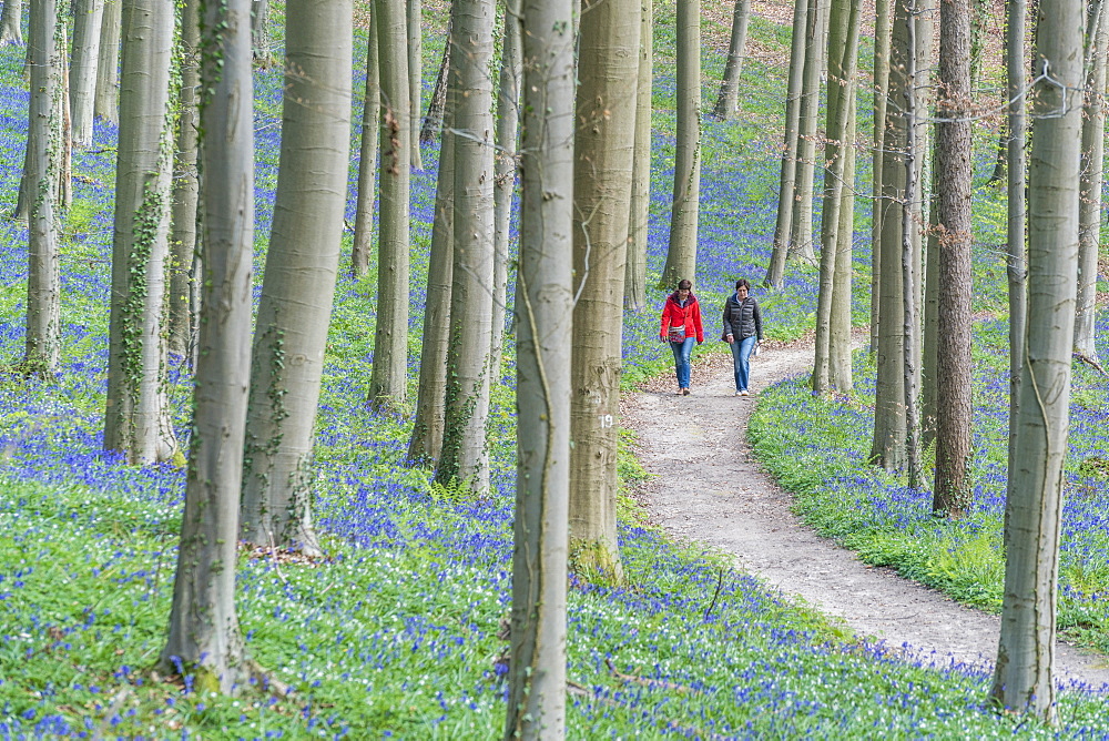 Two people walking on a pathway in a beechwood with bluebell flowers on the ground, Halle, Flemish Brabant province, Flemish region, Belgium, Europe