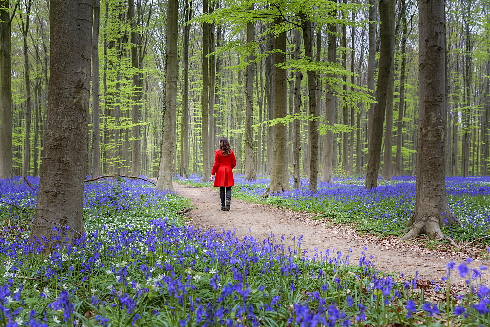 Woman in red coat walking through bluebell woods, Hallerbos, Belgium, Europe