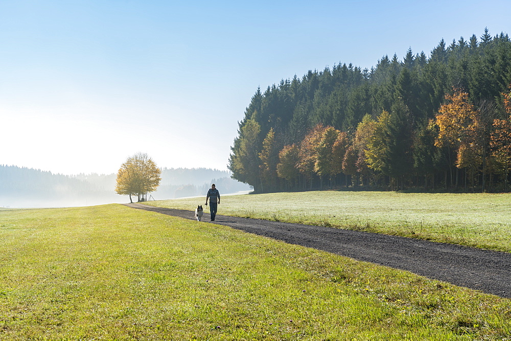 Man and dog walking along a road in the countryside, Heinstetten, Baden-Wurttemberg, Germany, Europe