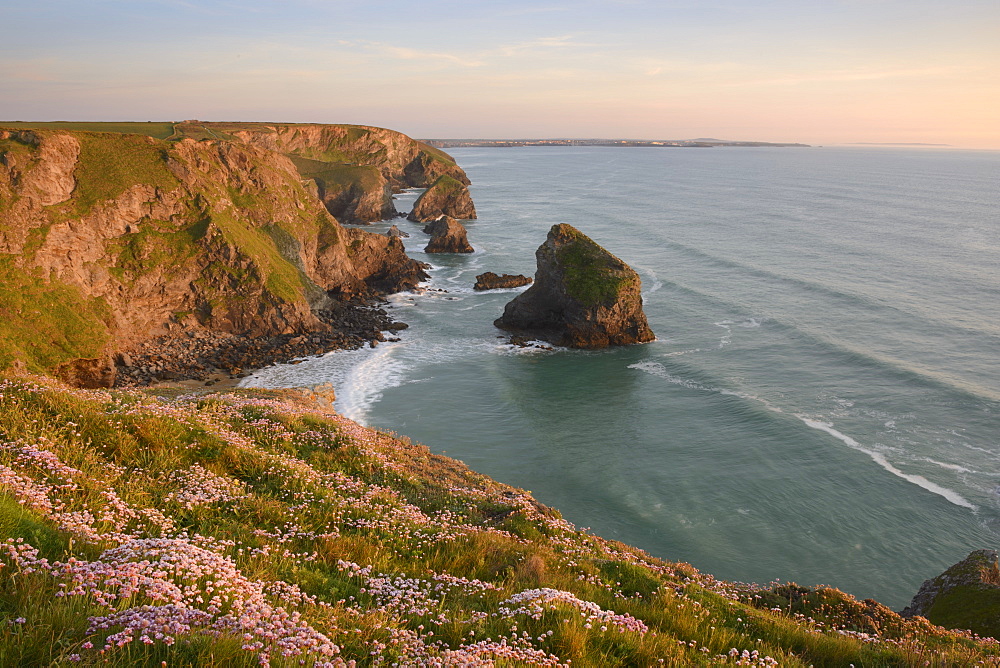 Sea thrift growing on cliffs overlooking Bedruthan Steps, Cornwall, England, United Kingdom, Europe