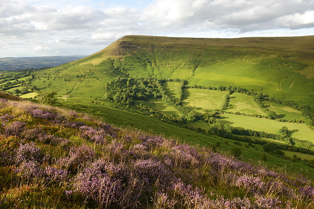 Flowering heather on Mynydd Llangorse with a view towards Mynydd Troed in the Brecon Beacons, Wales, United Kingdom, Europe