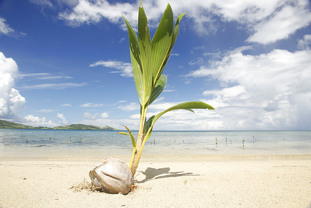 Young coconut palm tree establishing itself on an island, Fiji, Pacific