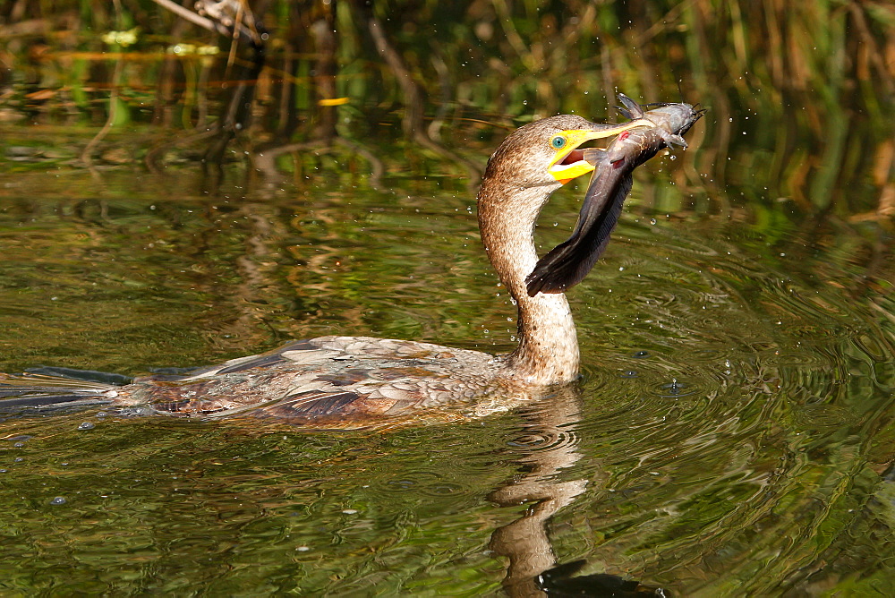 Double-crested Cormorant (Phalacrocorax auritus) with a fish, United States of America, North America