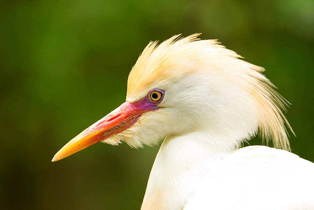 Portrait of Cattle Egret (Bubulcus ibis), United States of America, North America