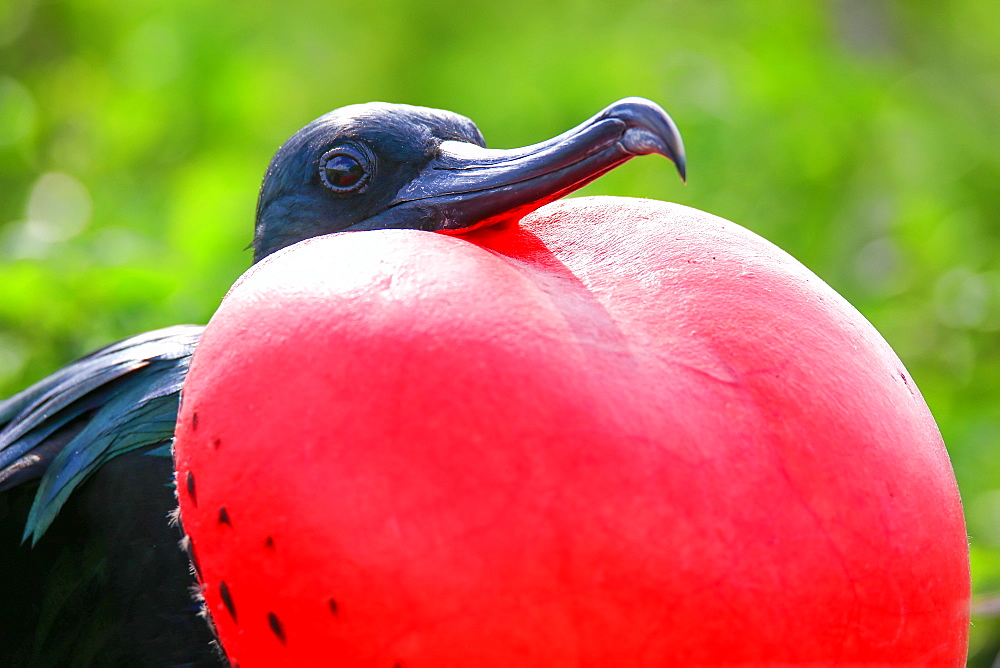 Portrait of male Great Frigatebird (Fregata minor) on Genovesa Island, Galapagos National Park, Ecuador, South America