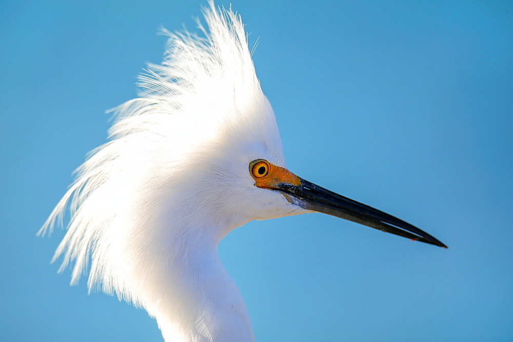 Portrait of Snowy Egret (Egretta thula) against blue sky, United States of America, North America