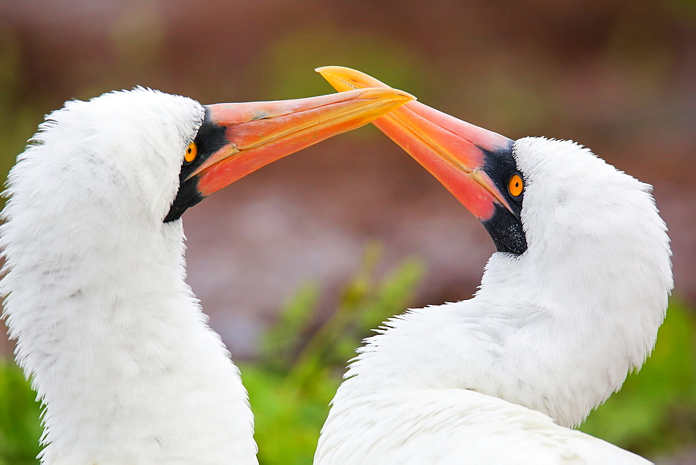 Portrait of Nazca Boobies (Sula granti), Genovesa Island, Galapagos National Park, Ecuador, South America