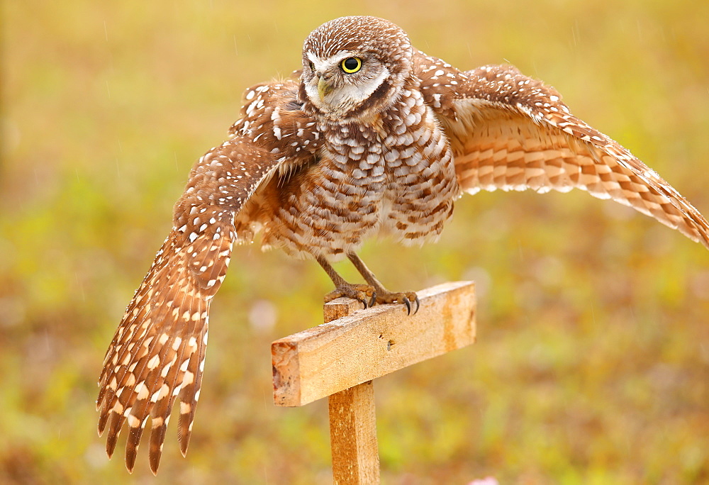 Burrowing Owl (Athene cunicularia) spreading wings in the rain, United States of America, North America