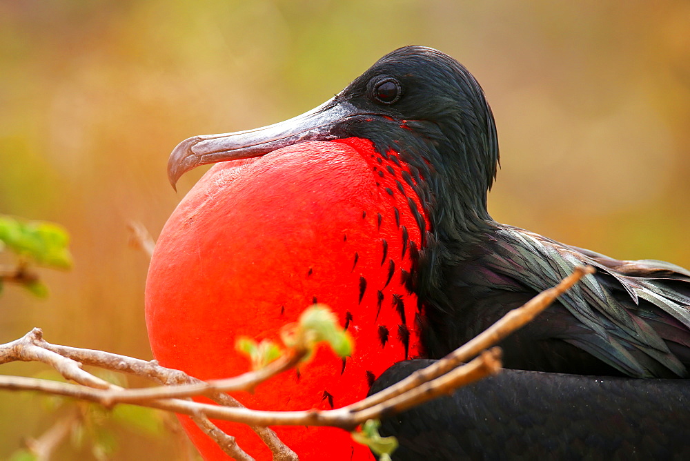 Male Magnificent Frigatebird (Fregata magnificens) with inflated gular sac, North Seymour Island, Galapagos National Park, Ecuador, South America