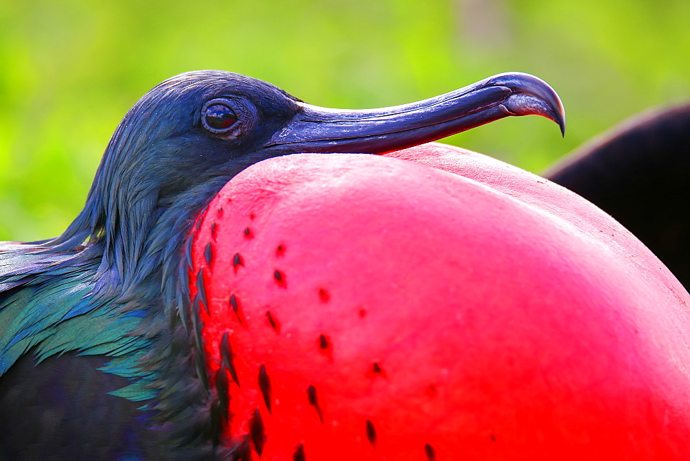 Portrait of male Great Frigatebird (Fregata minor) on Genovesa Island, Galapagos National Park, Ecuador, South America