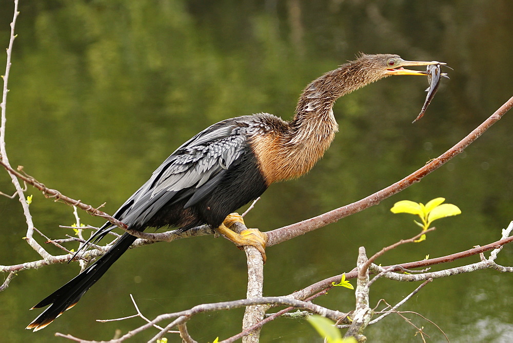 Anhinga (Anhinga anhinga) eating fish, United States of America, North America