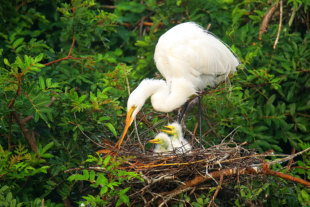 Great Egret (Ardea alba) in a nest with chicks, United States of America, North America