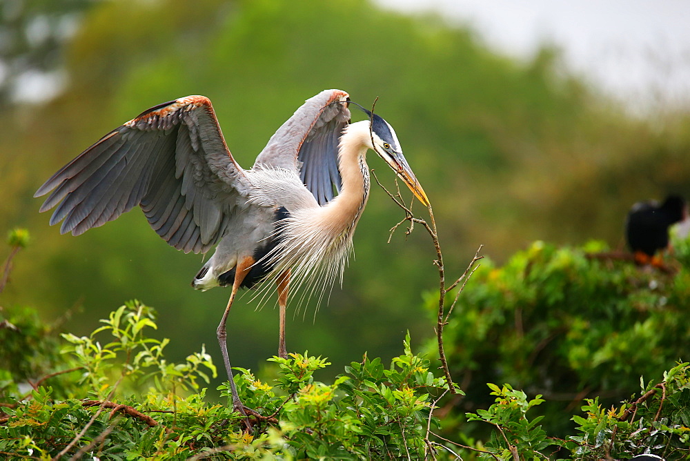 Great Blue Heron (Ardea herodias), the largest North American heron, with nesting material in its beak, United States of America, North America