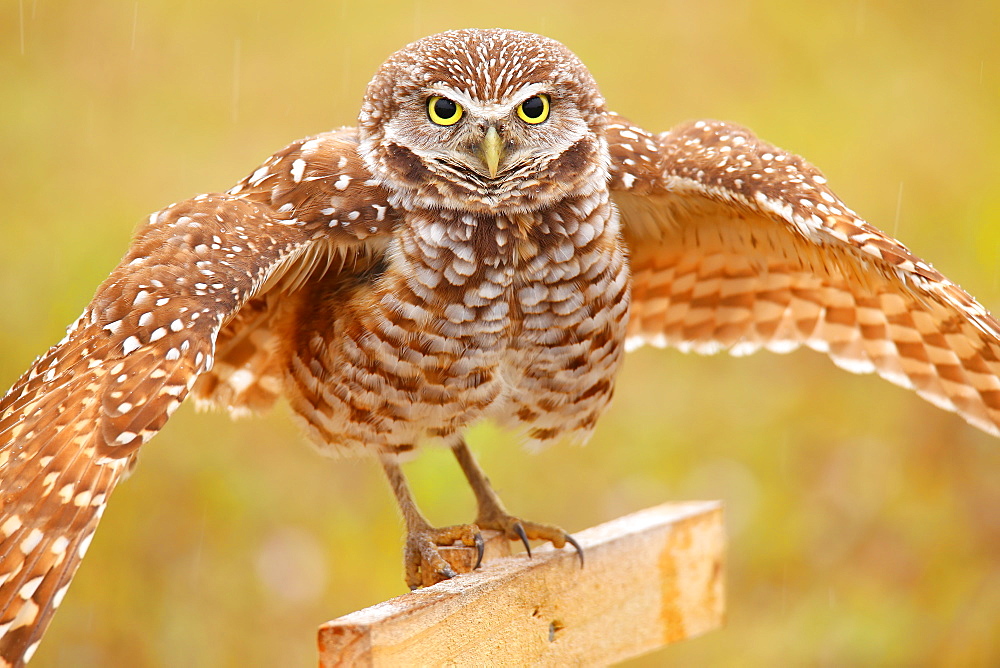 Burrowing Owl (Athene cunicularia) spreading wings in the rain, United States of America, North America