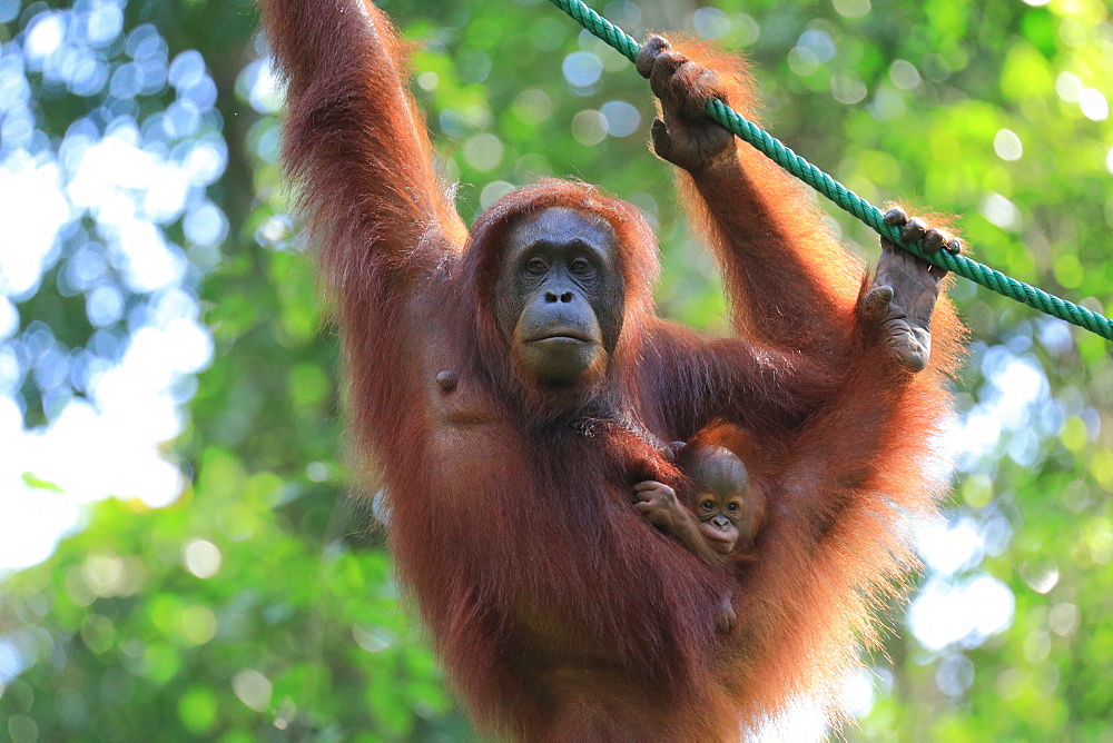 Bornean Orangutan mother and baby, Borneo, Malaysia, Southeast Asia, Asia