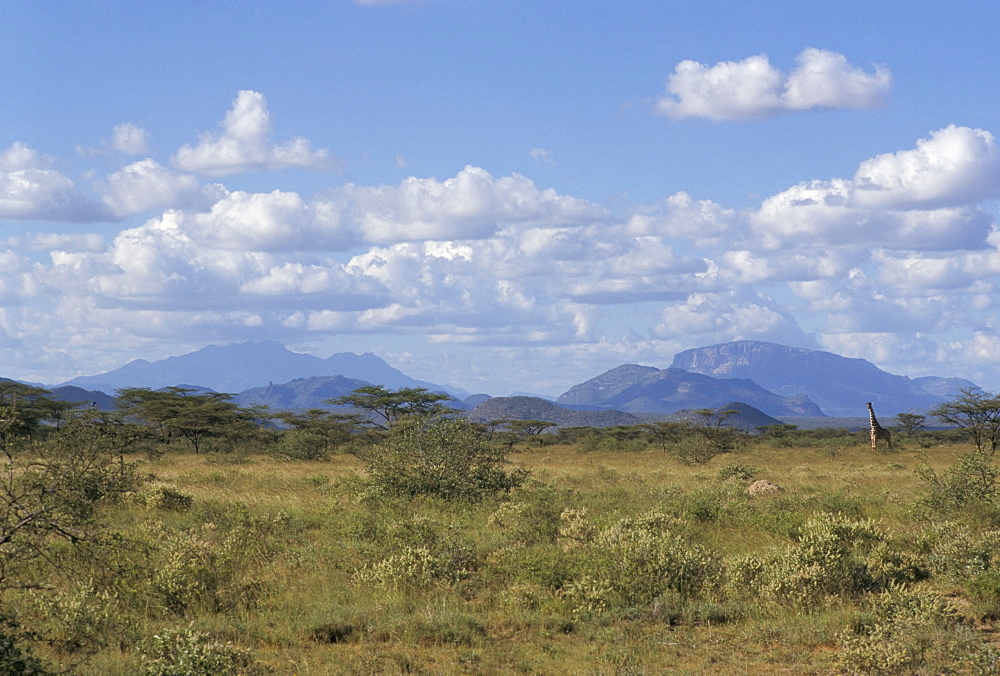 Looking north in Samburu bush country, Kenya, East Africa, Africa