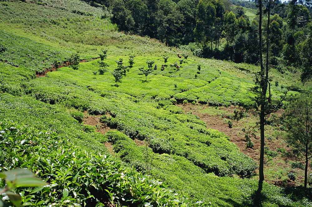 The high tea country of Kikuyu land, near Kangema, Kenya, East Africa, Africa