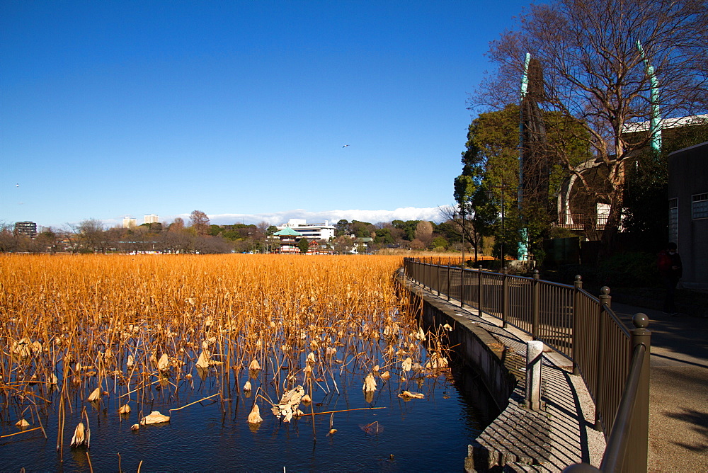 Ueno Park, Tokyo, Japan, Asia