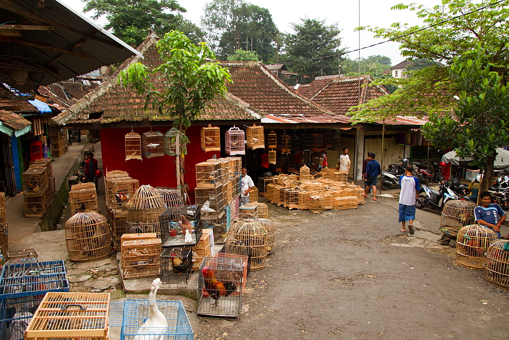 The bird and flower markets of Malang, Malang, East Java, Indonesia, Southeast Asia, Asia